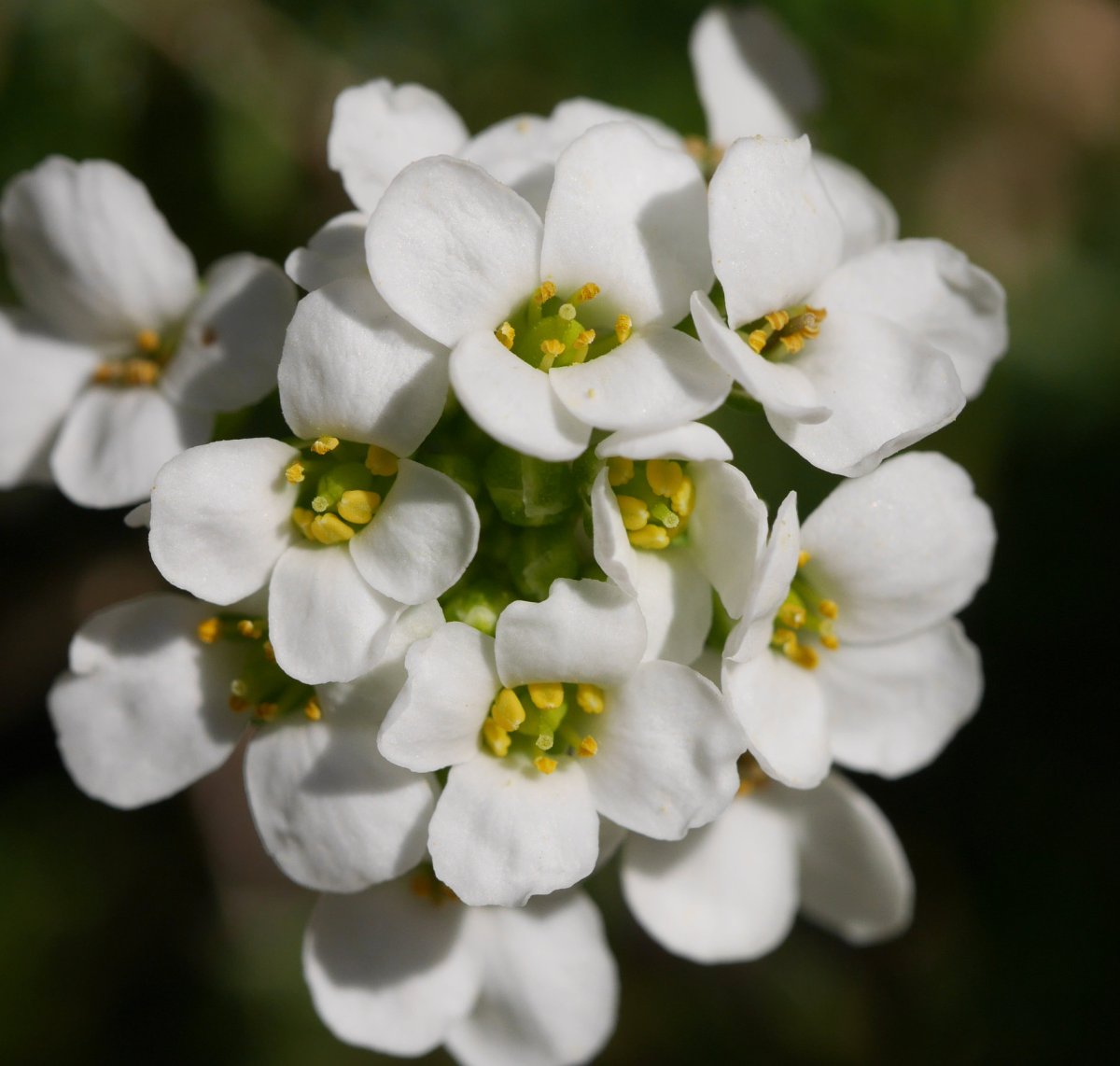 Pritzelago alpina, Aizkorri aldean.