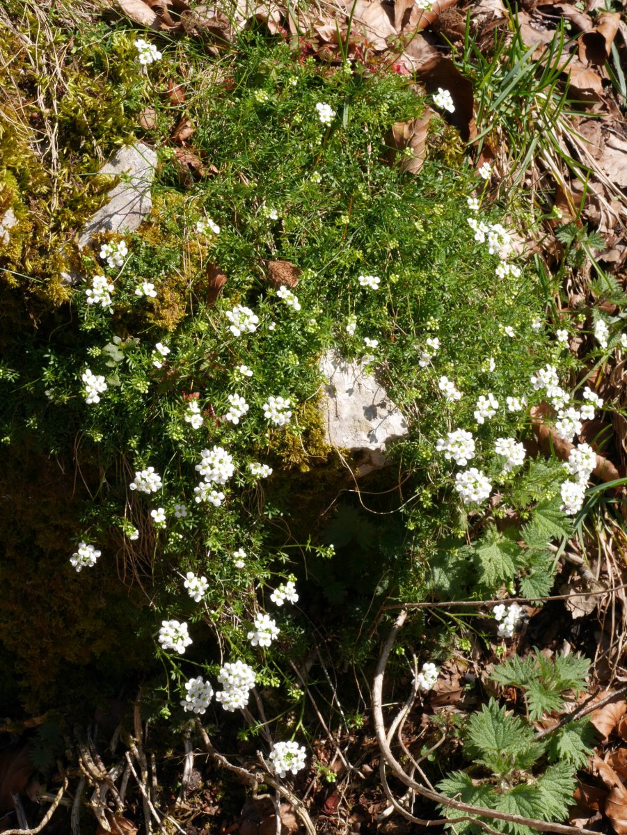 Pritzelago alpina, Aizkorri aldean.