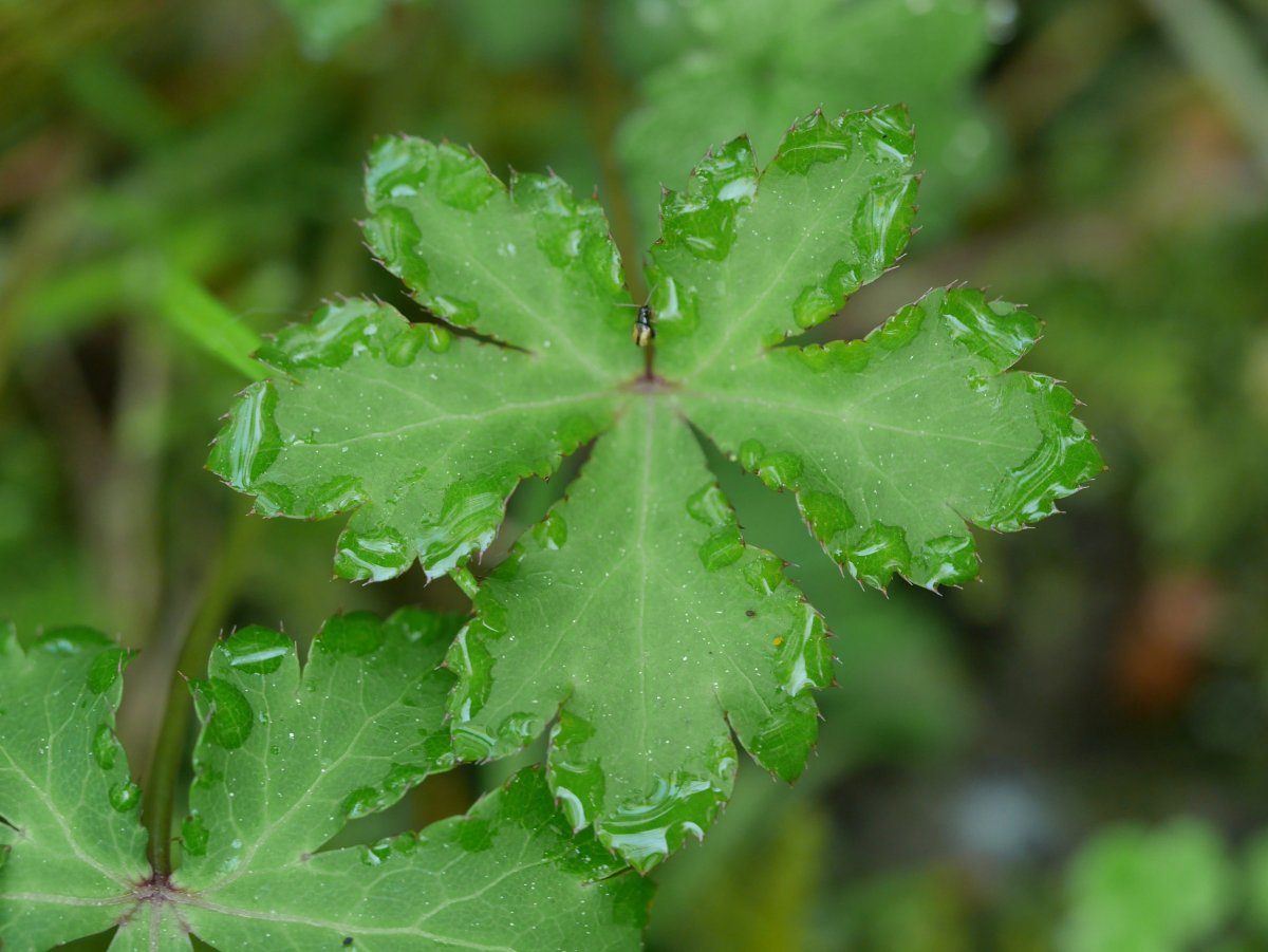 Sanicula europaea, Errenteria aldean