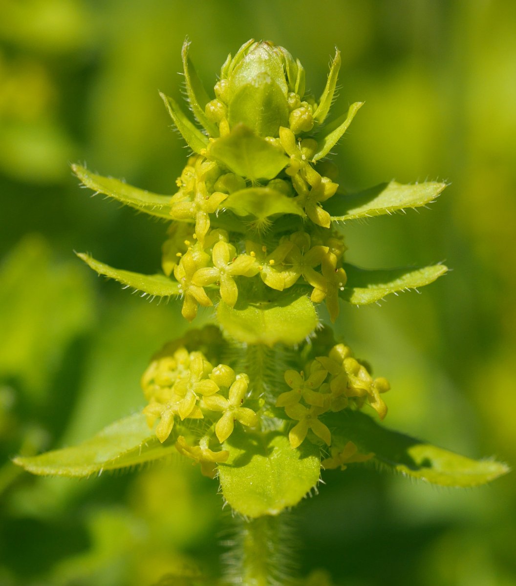 Cruciata laevipes, Ilarduia aldean