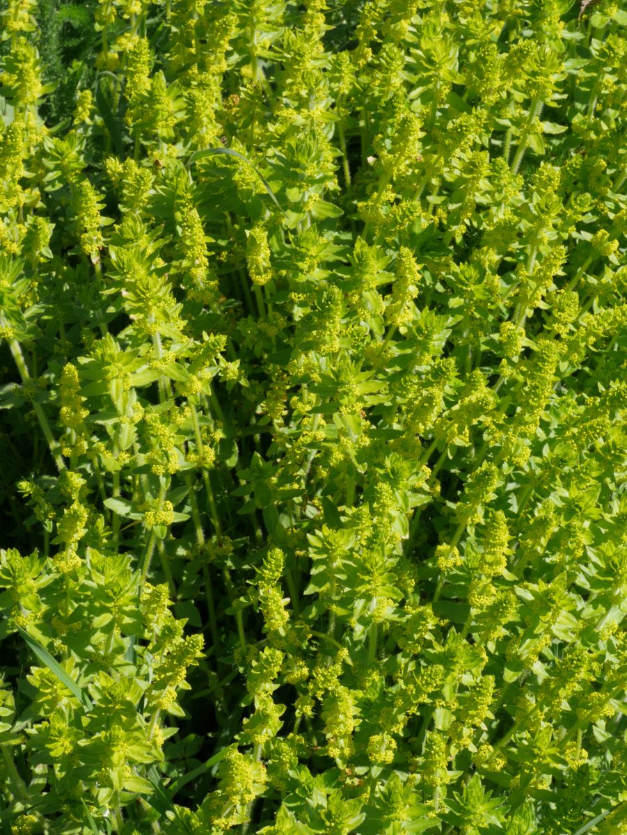 Cruciata laevipes, Ilarduia aldean