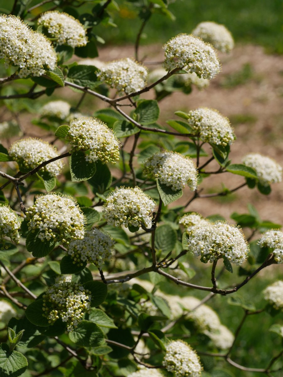 Viburnum lantana, Ilarduia aldean