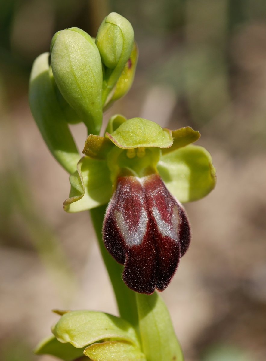 Ophrys vasconica, Ilarduia aldean