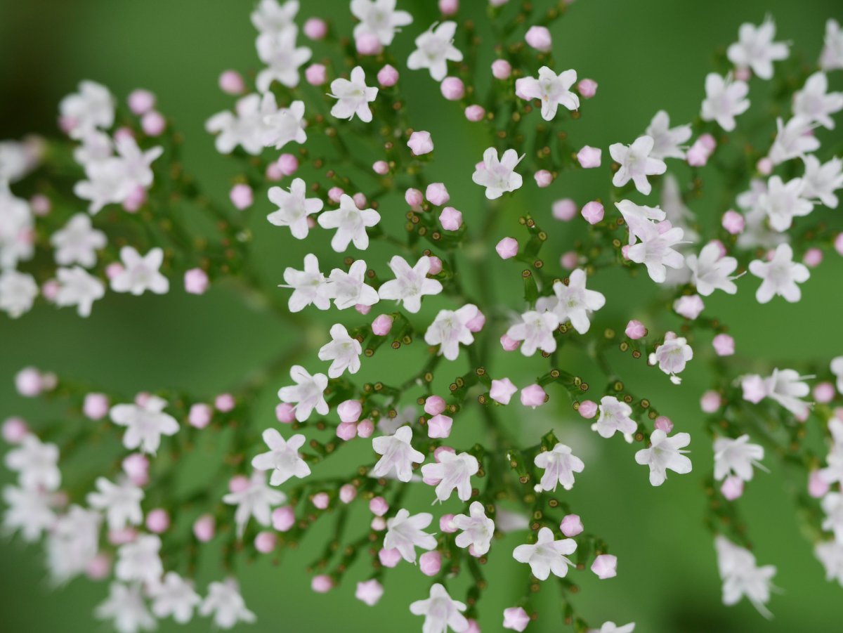 Loreak, Fagollaga aldean