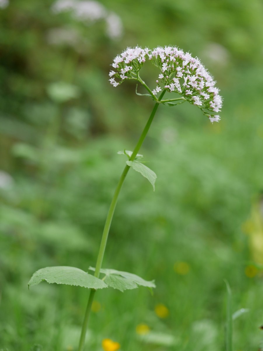 Valeriana pyrenaica, Fagollaga aldean