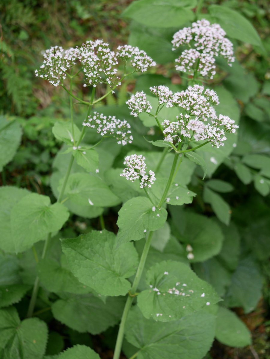 Valeriana pyrenaica, Fagollaga aldean