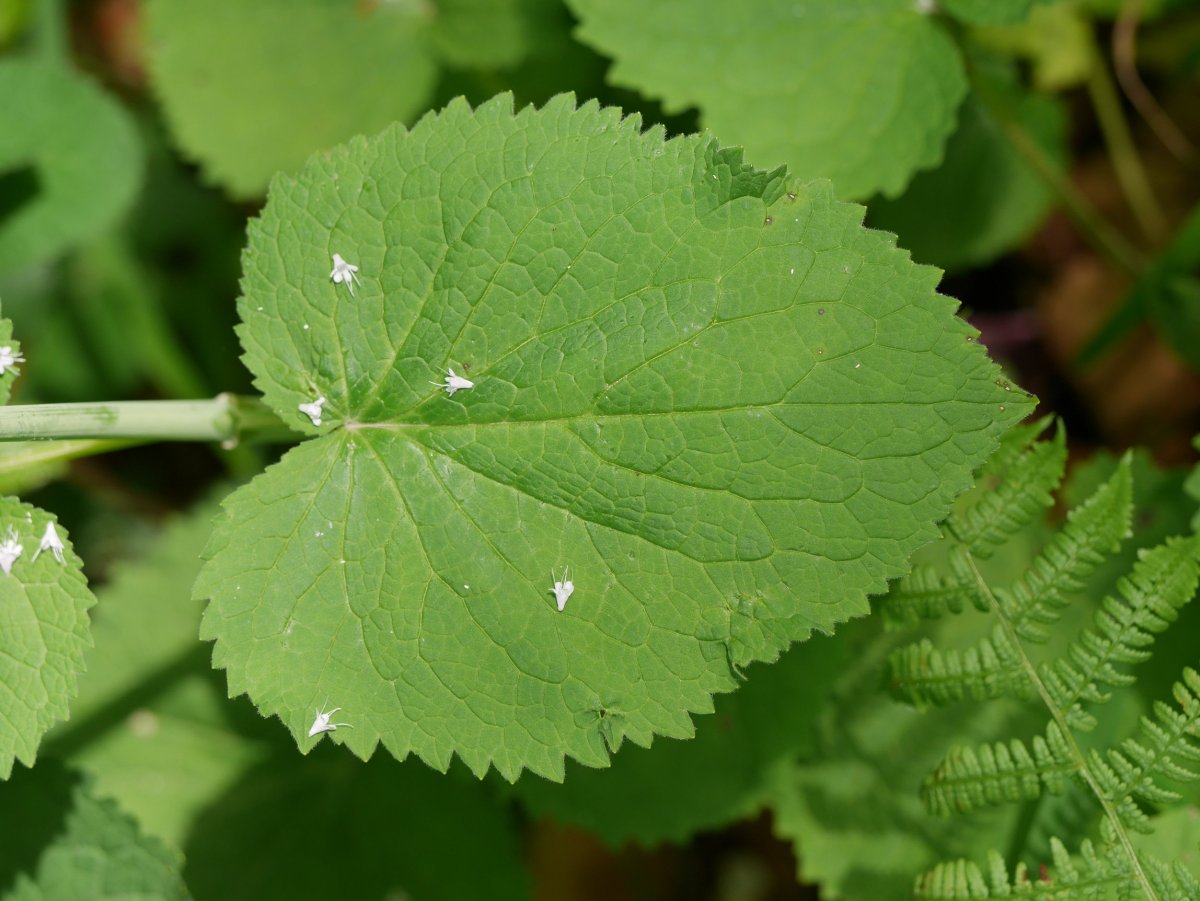 Valeriana pyrenaica, Fagollaga aldean