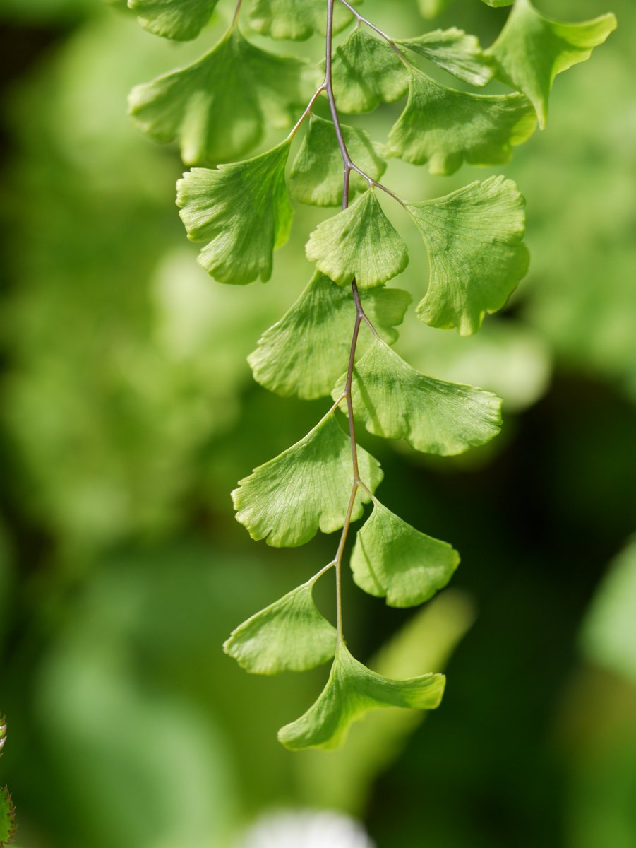 Adiantum capillus-veneris, Fagollaga aldean