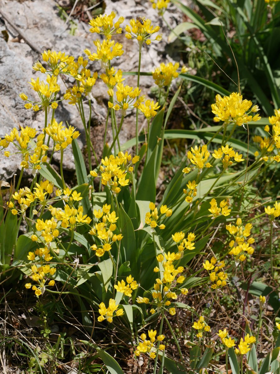 Allium moly, Irurtzun aldean
