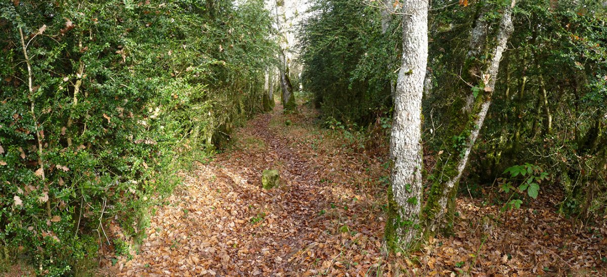 Mendiko gainaldea zeharkatzen duen bidea