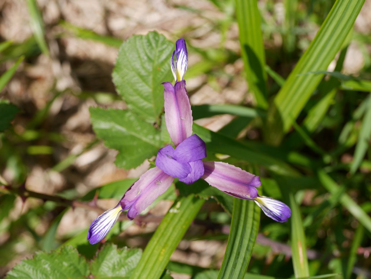 Iris graminea, Irurtzun aldean
