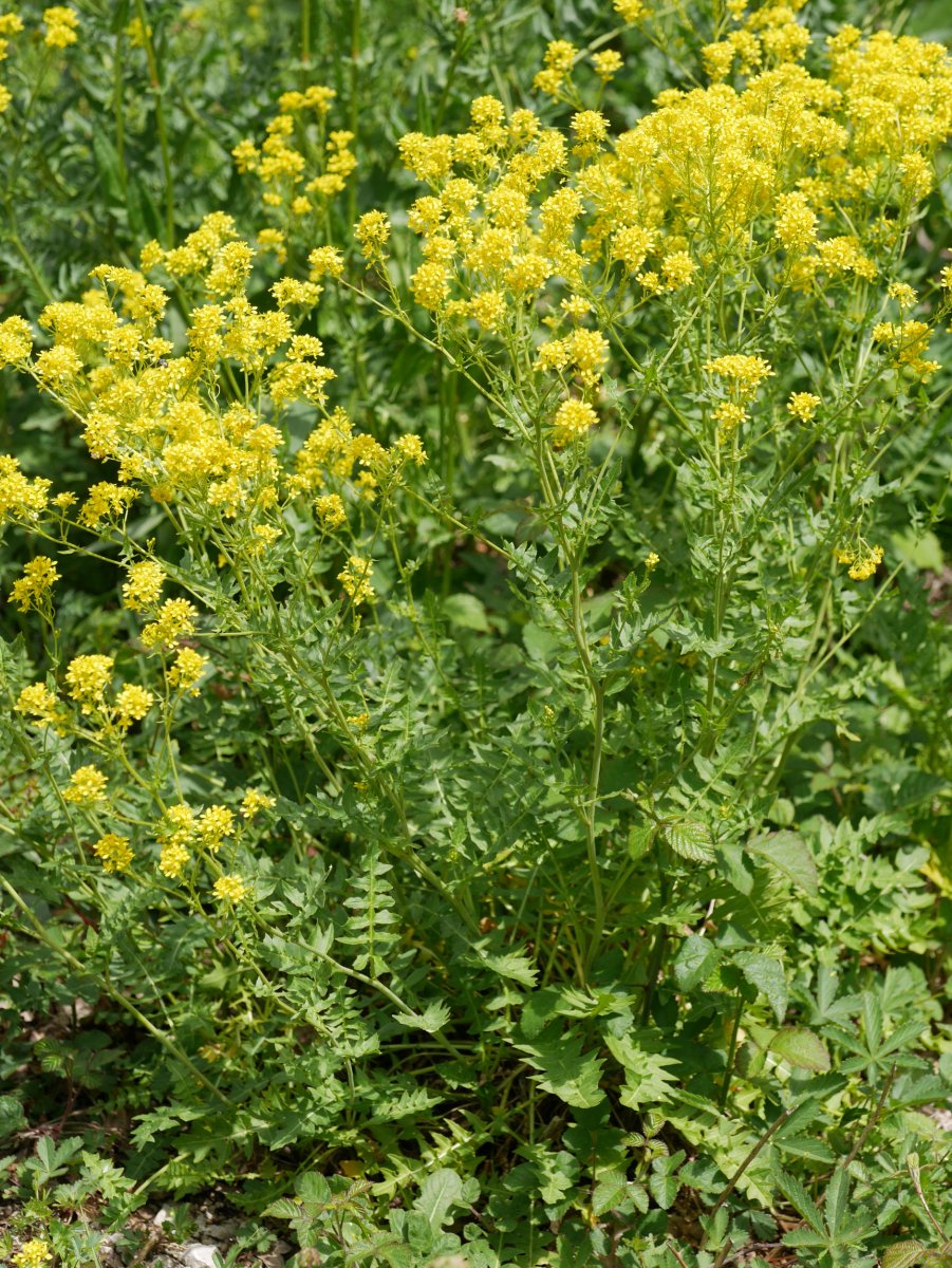 Sisymbrium austriacum chrysanthum, Latasa aldean