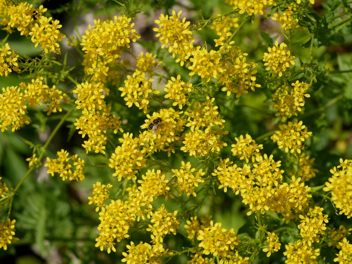 Sisymbrium austriacum chrysanthum, Latasa aldean