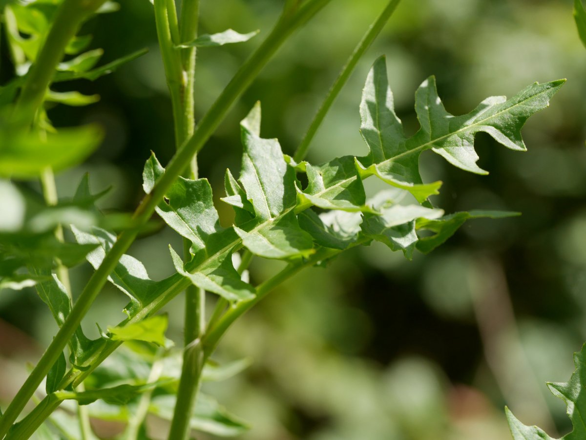 Sisymbrium austriacum chrysanthum, Latasa aldean