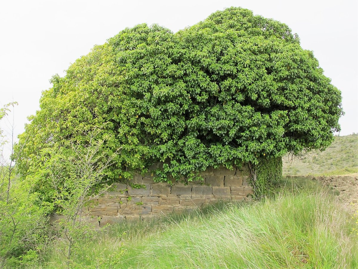 San Juan ermita, Zenbozain-Longida