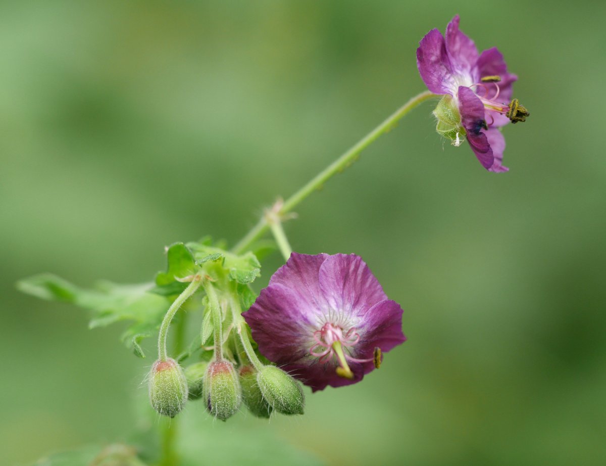 Geranium phaeum, Bidasoa aldean