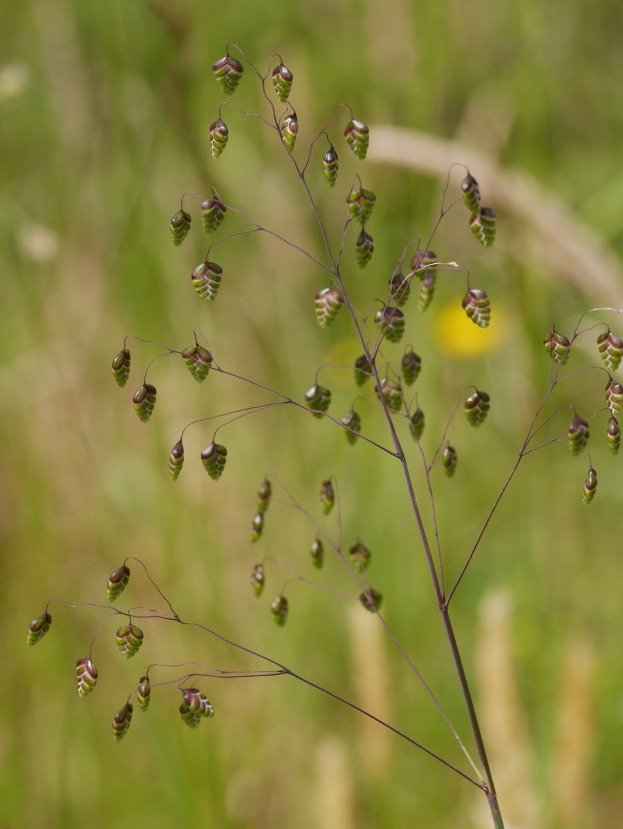 Briza media, Astigarraga aldean