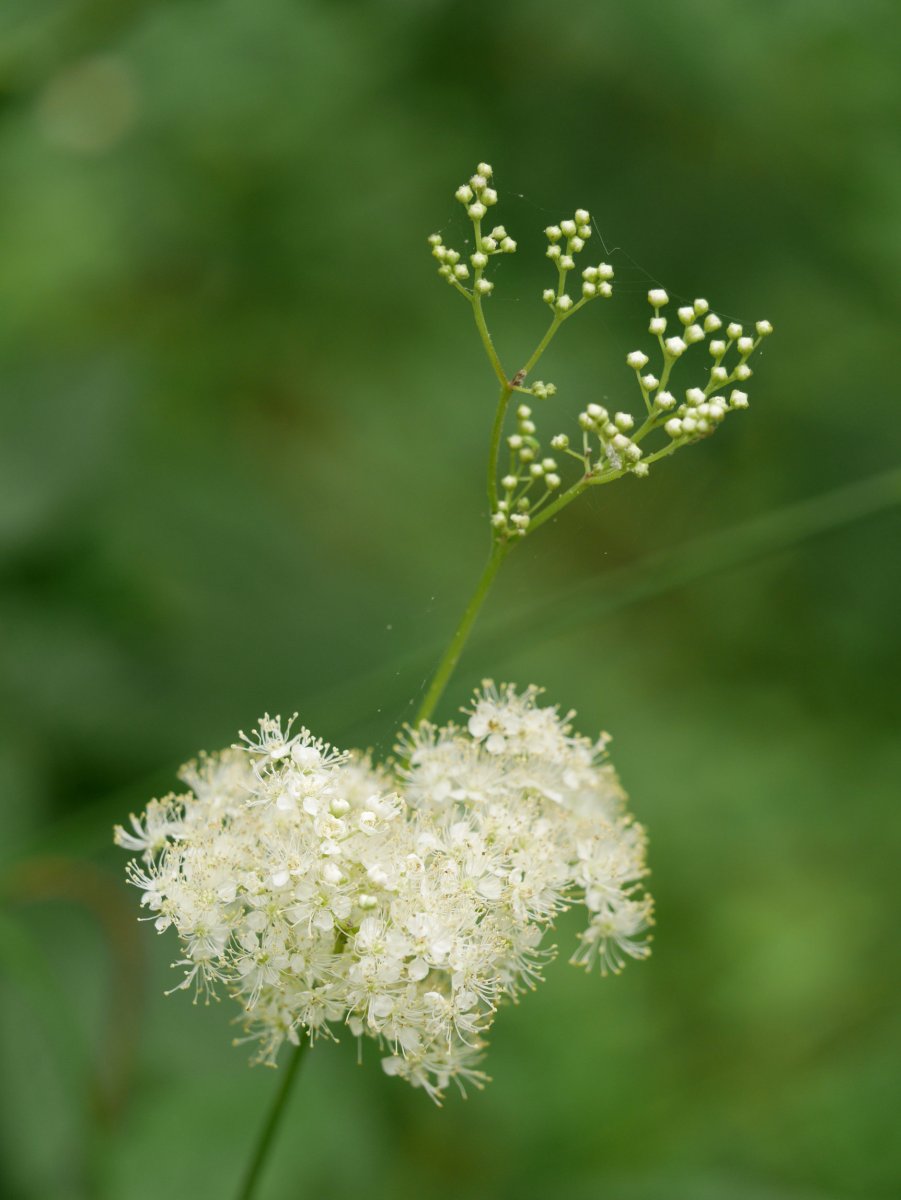 Filipendula ulmaria, Bera aldean