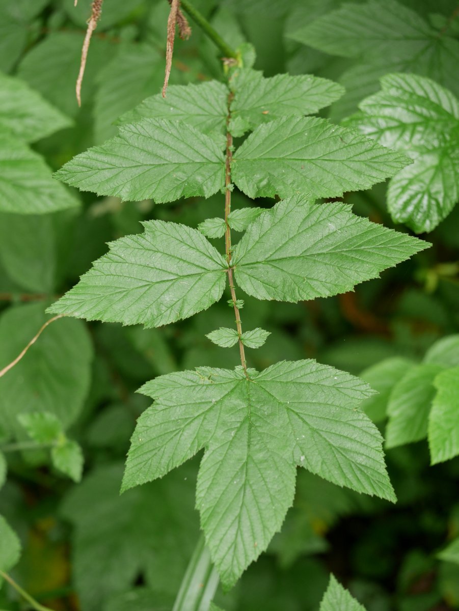 Filipendula ulmaria, Bera aldean