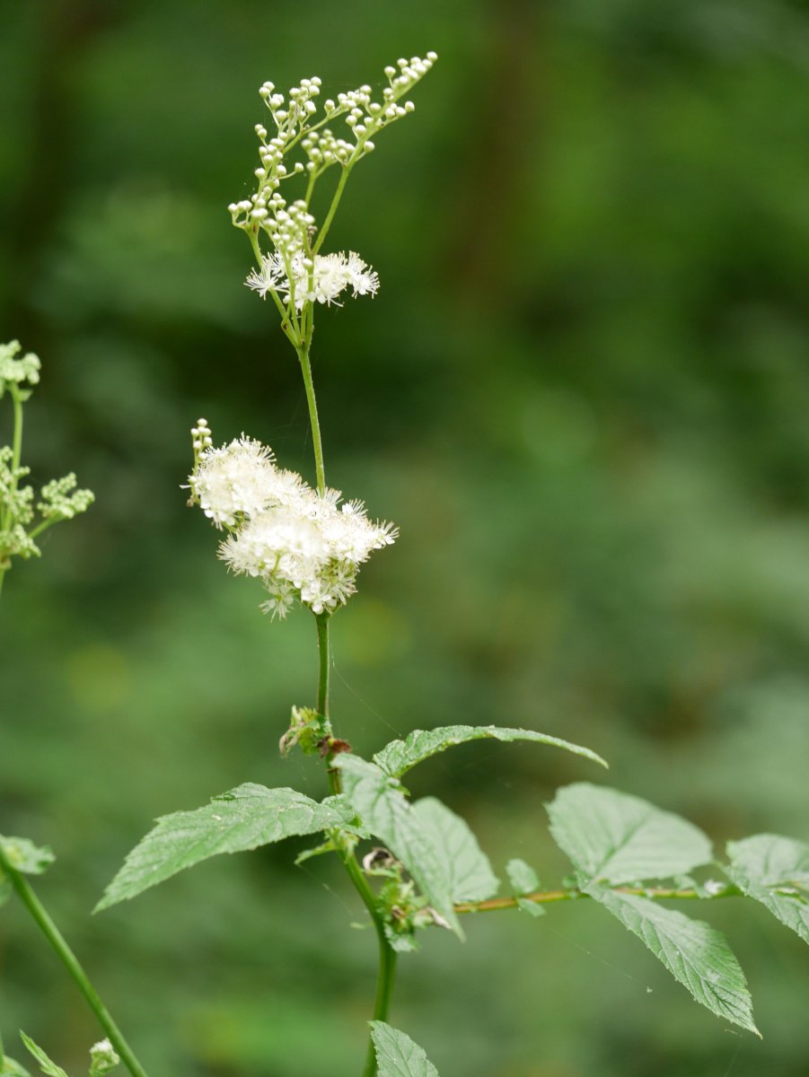 Filipendula ulmaria, Bera aldean