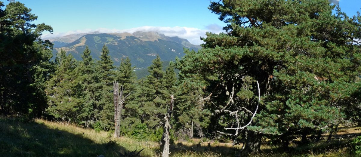 Belagua aldeko paisaiak zuhaitzen artetik