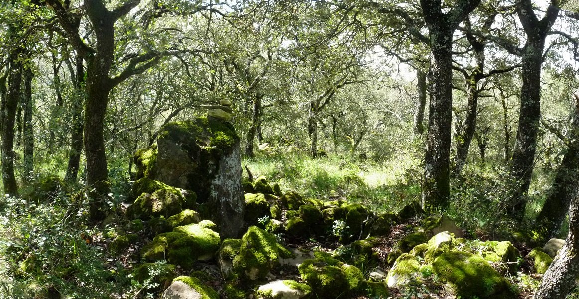 Arrobia mendiko gailurra