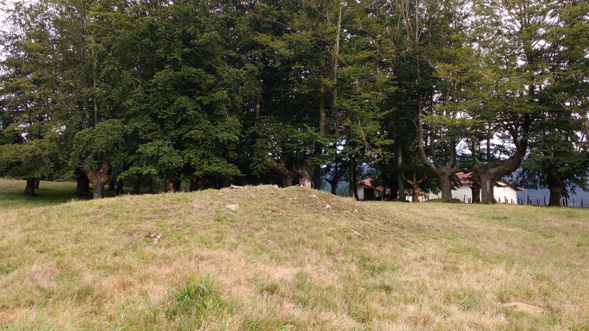 Goinzarizelaia tumuloa