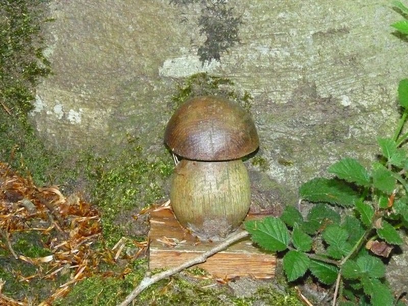 Oroigarri polita basoan