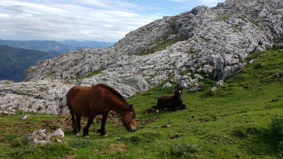 Aloña behorra moxalarekin