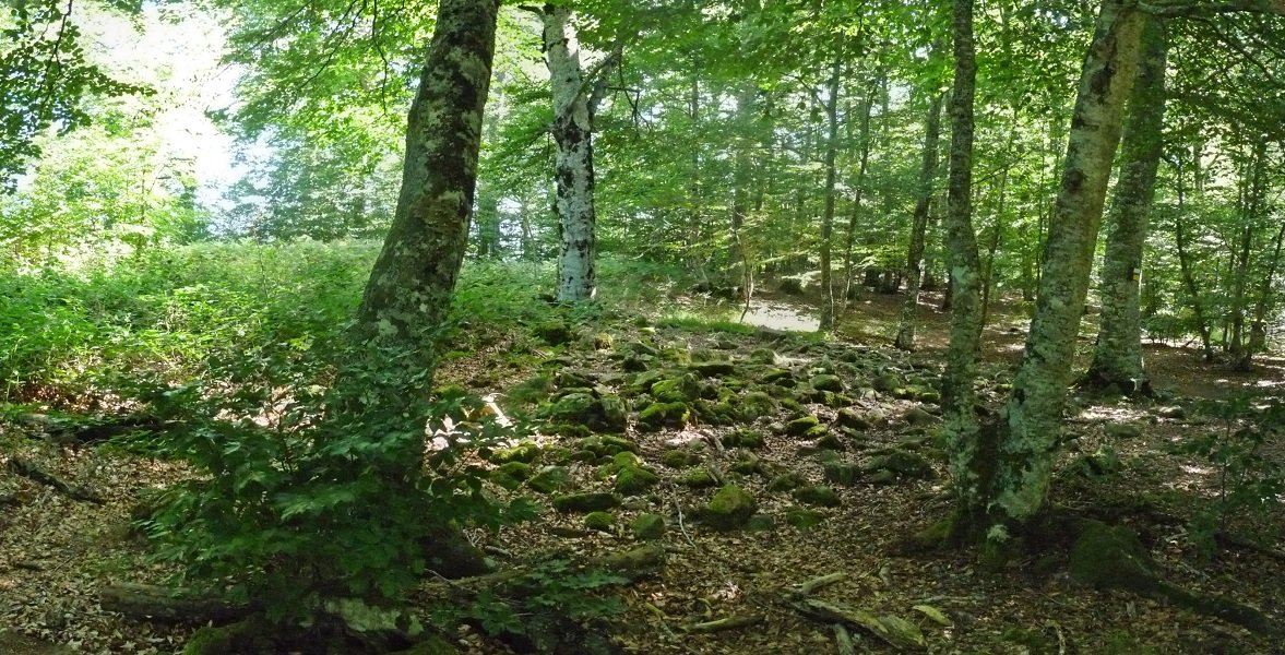 Maitzergur trikuharria