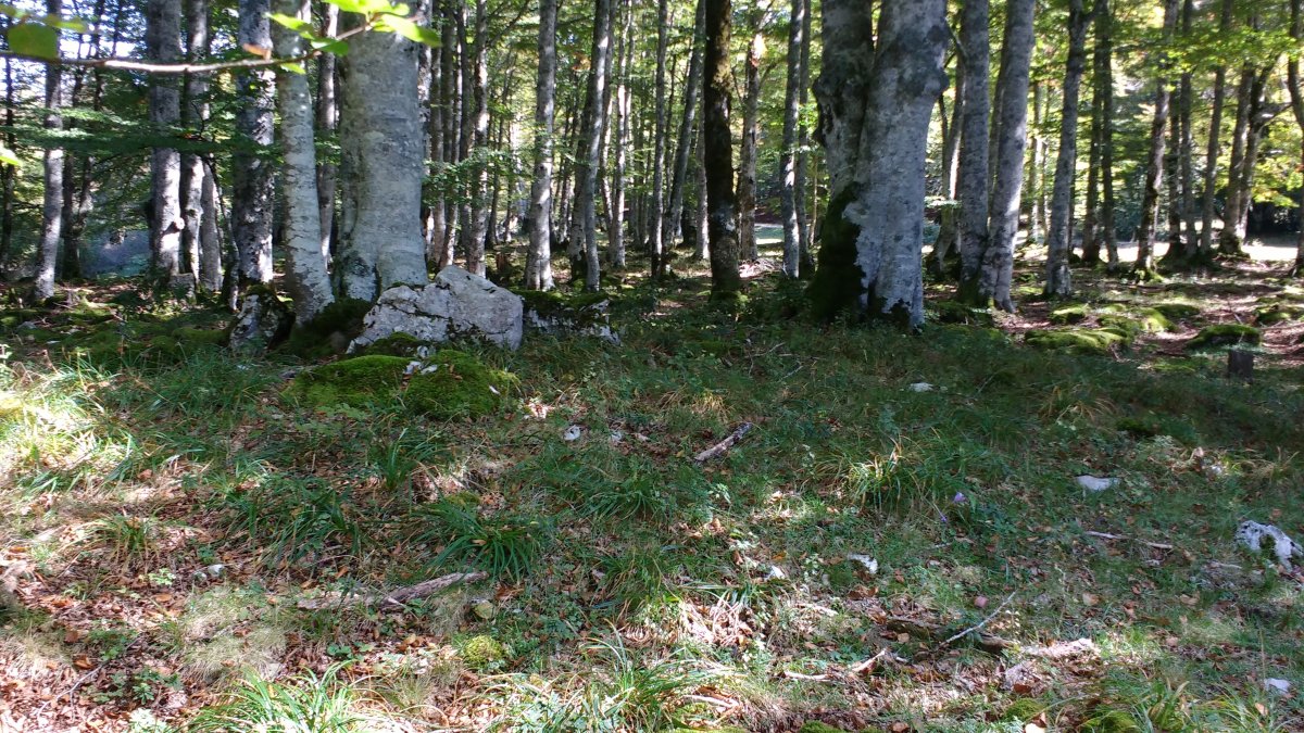 Artzeiturrieta (Arantzadia) trikuharria 4