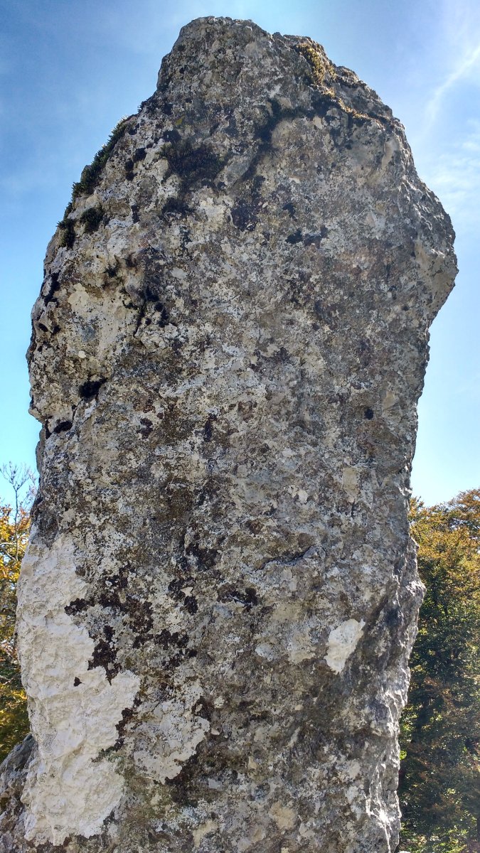 Bretxagaina (Mugako-Arriya) zutarria 6