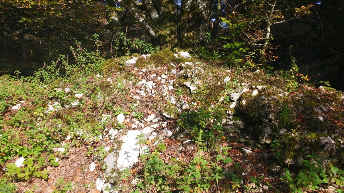 Aileta trikuharria 2