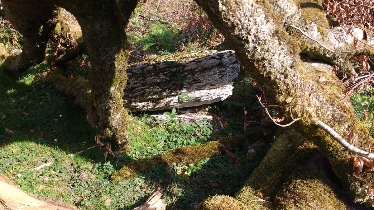 Saroibarren zutarria