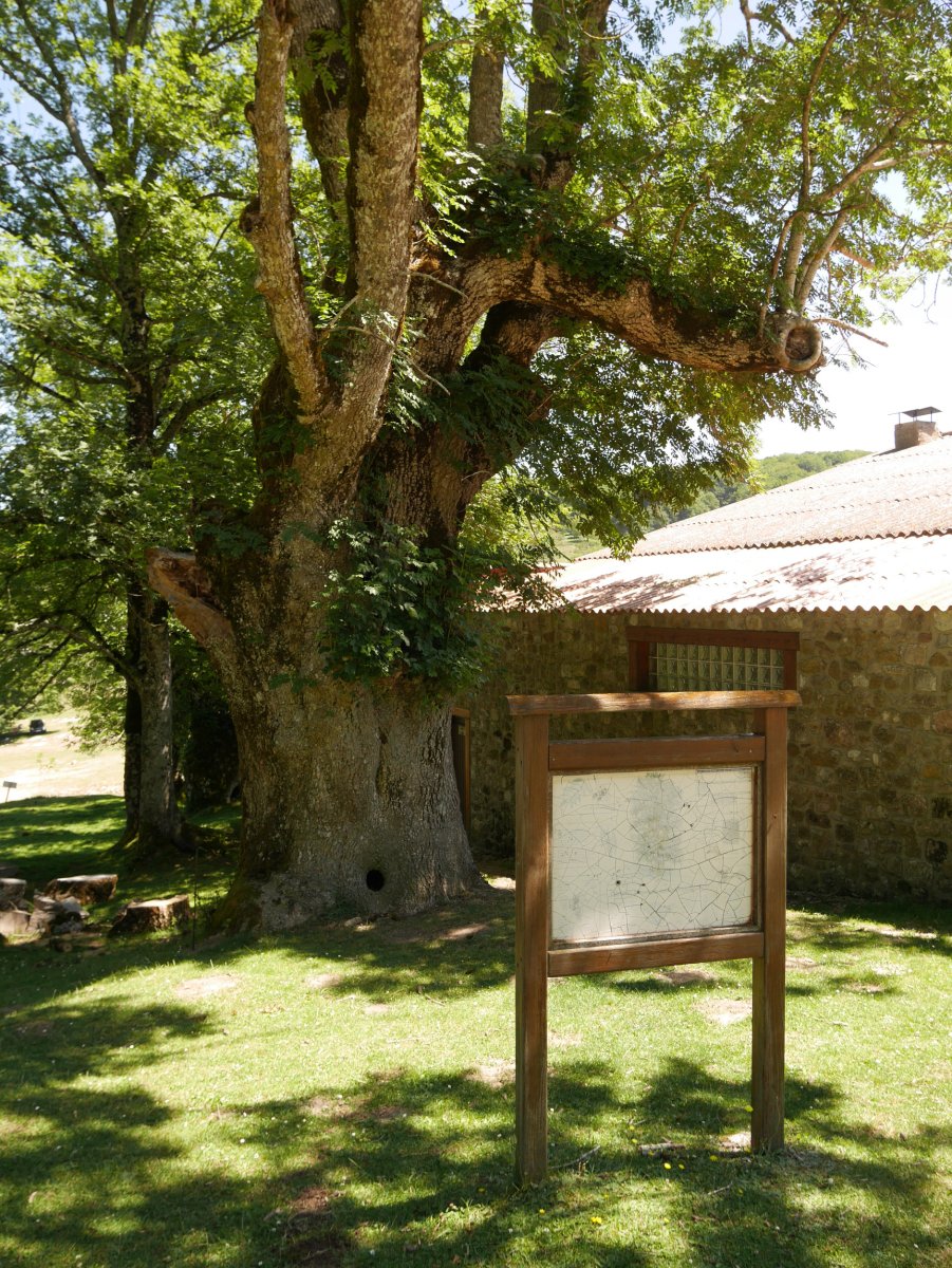 Santa Teodosiako lizarra