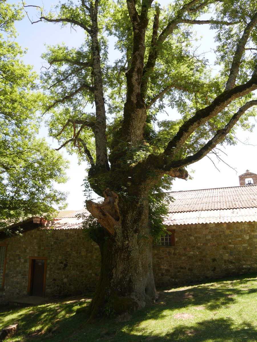 Santa Teodosiako lizarra