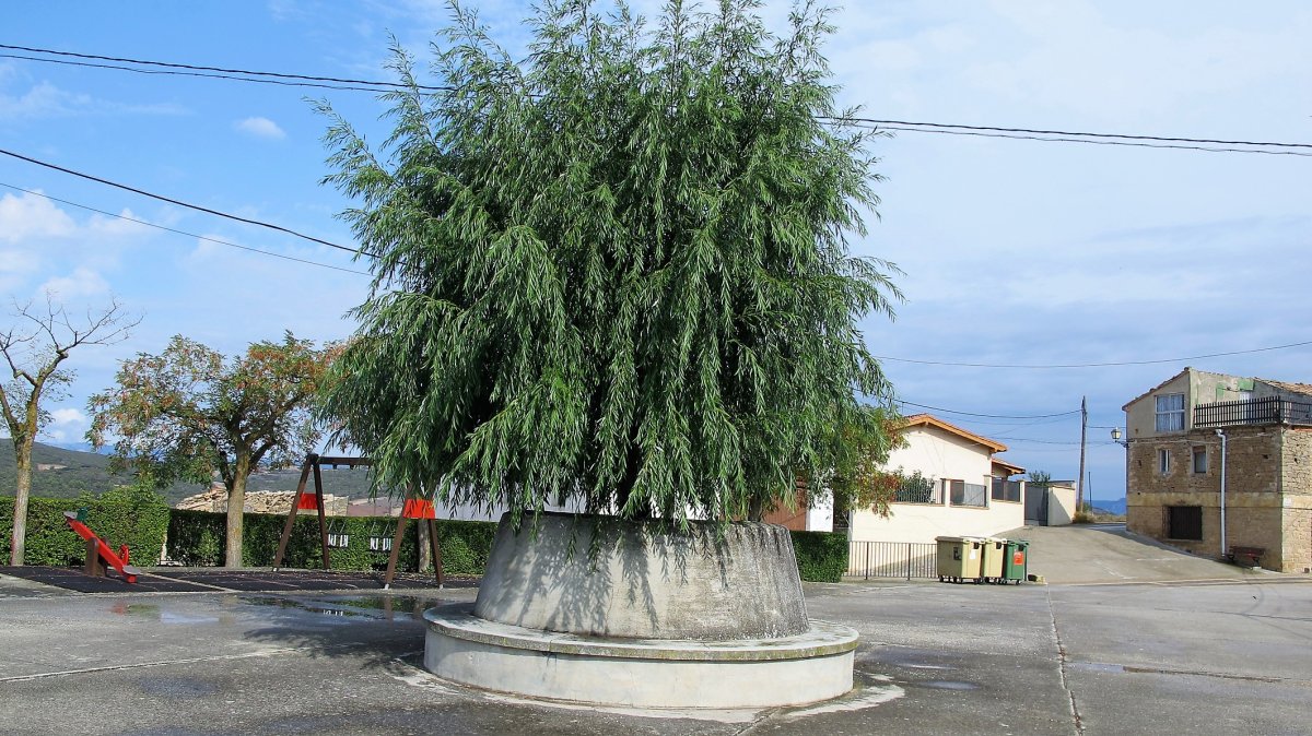 Desagertutako Calvario ermita egon zan lekuan dagoen zuhaita, Barbarin