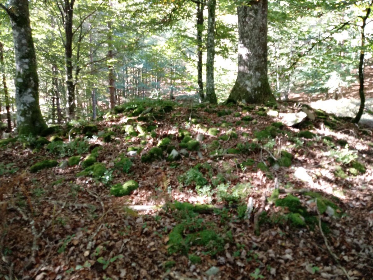 Ollargan trikuharria 2