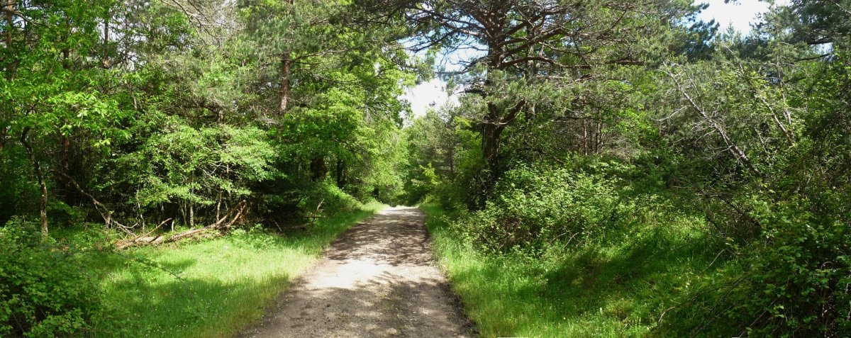 Gailurra, bideak zeharkatuta