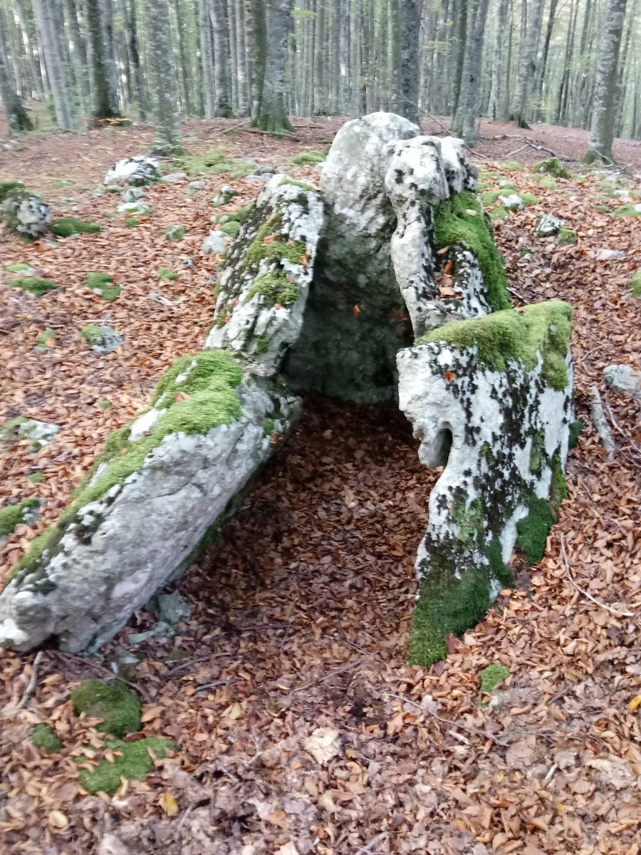 Ansaretako Zaparra trikuharria (2017)