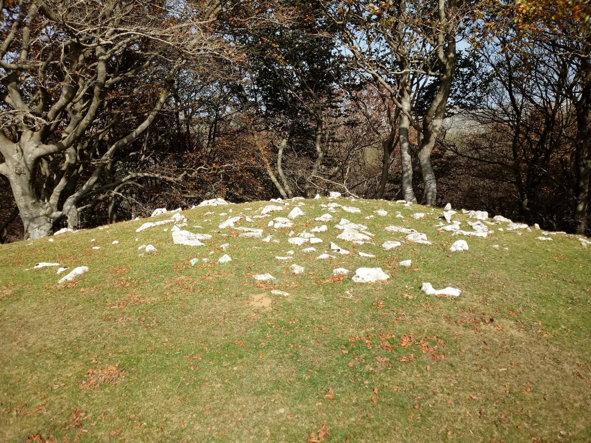 Motxene tumulua (2017)