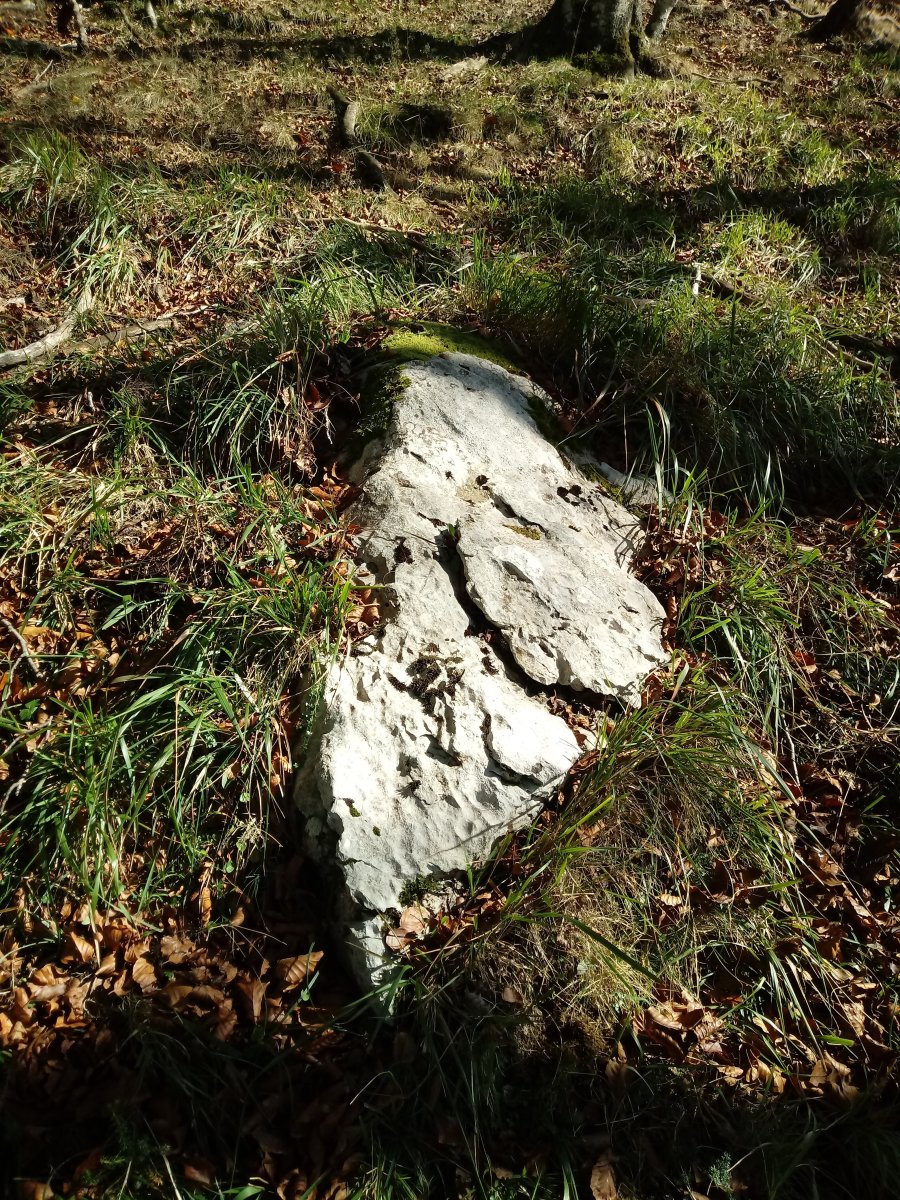 Aratzkosaroi zutarria 2