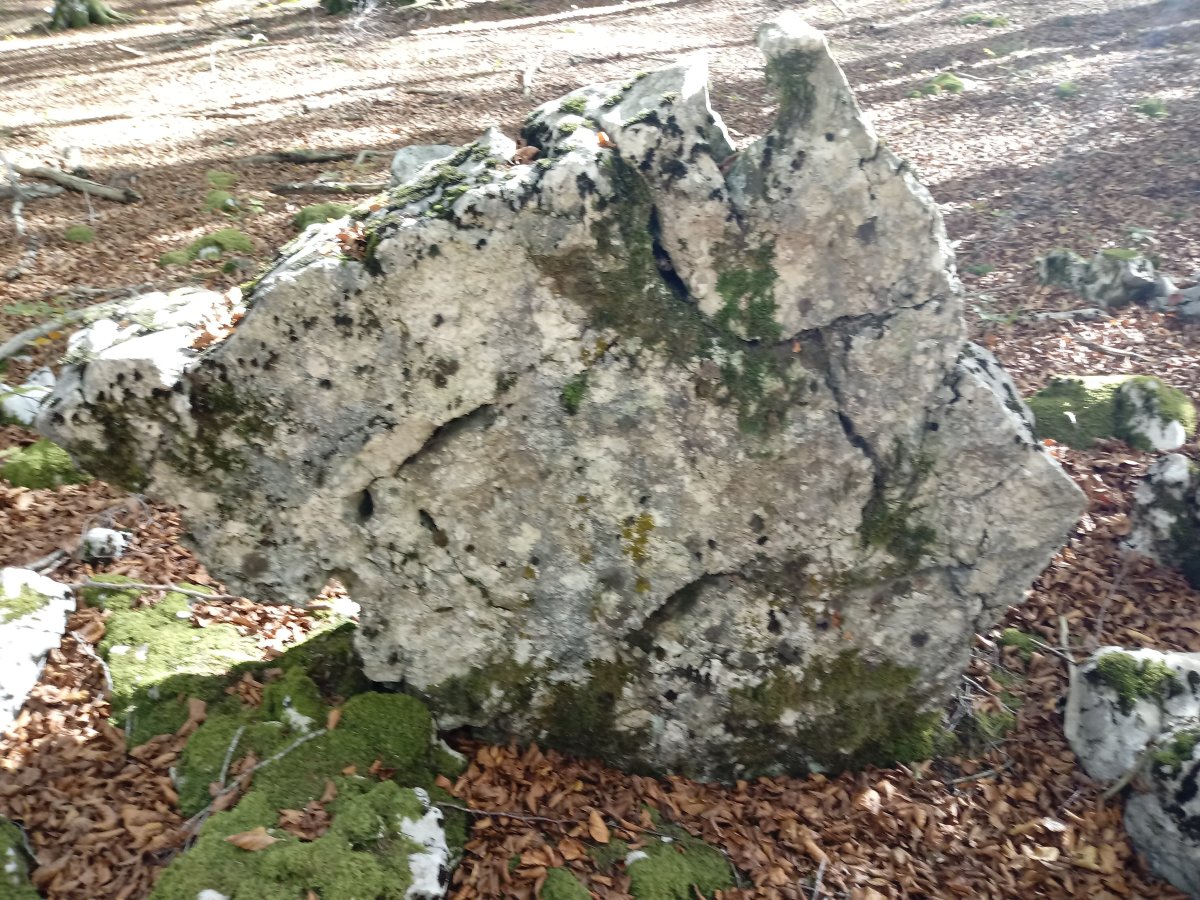 Bentakeita zutarria 4