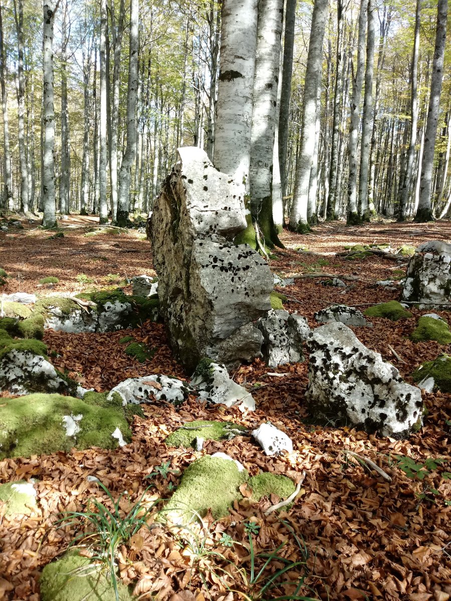 Bentakeita zutarria 2