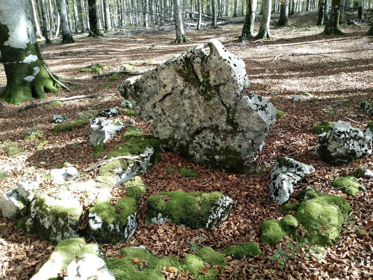 Bentakeita zutarria (2017)