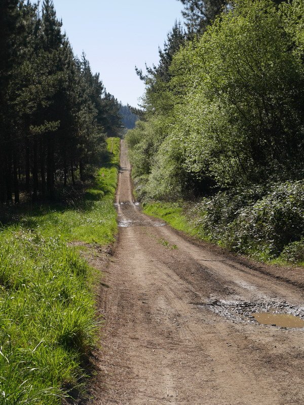 Goikoganatik hurbiltzen den bidea