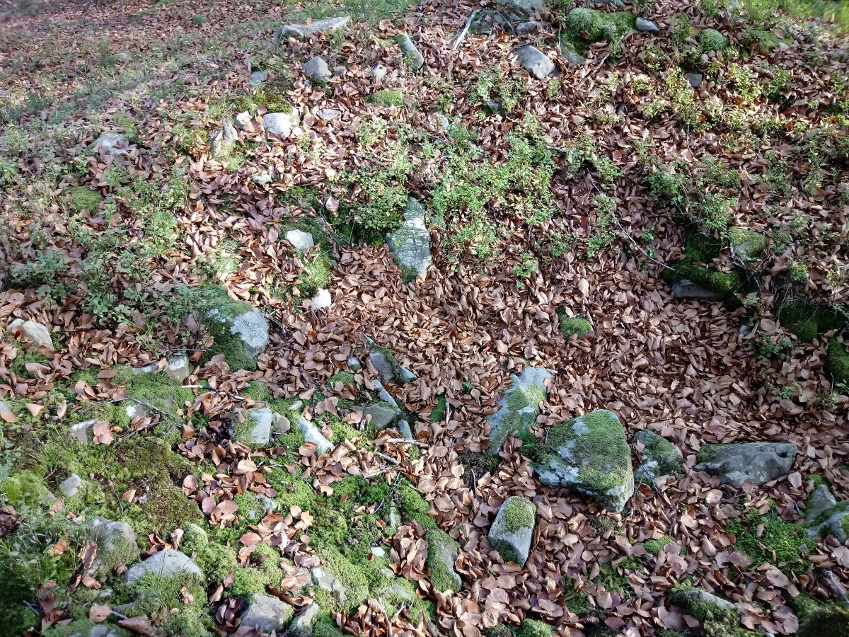 Artaso trikuharria 3