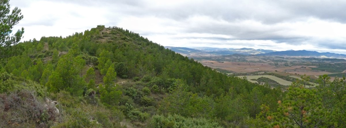 Gazteluzar Larrabeltzetik