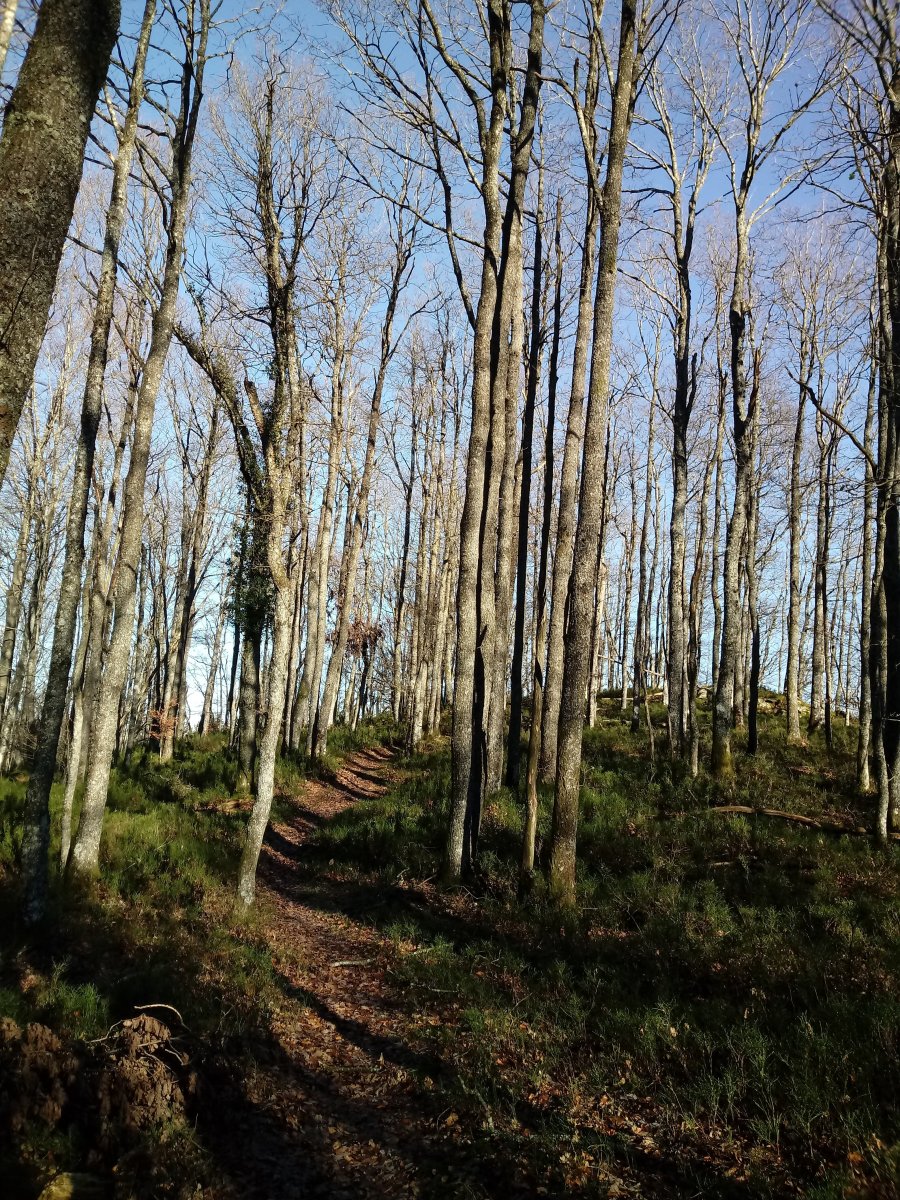 Pikanda (Urietagaña) eta Armuño arteko bideska hariztian