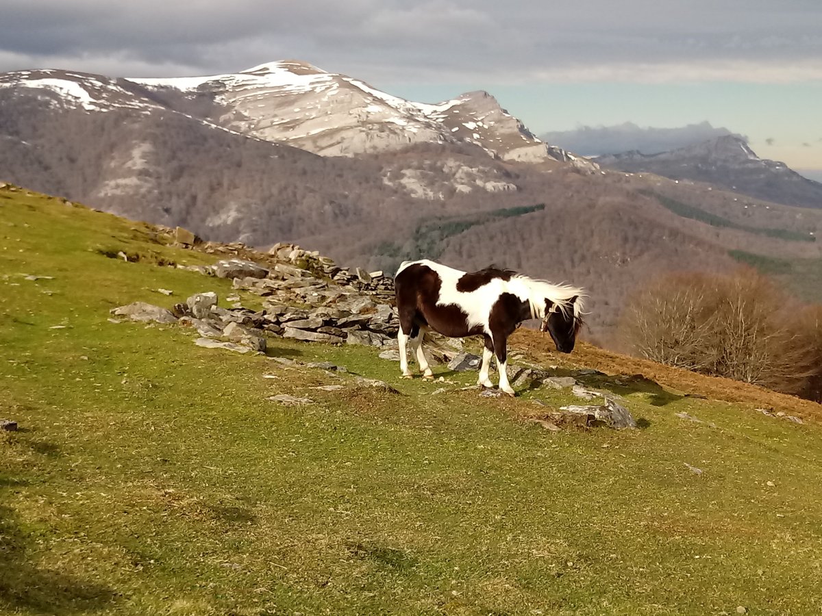 Behor pinttoa Oketan, atzean Gorbeia